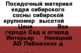 Посадочный материал кедра сибирского (сосны сибирской) крупномер, высотой 3-3.5  › Цена ­ 19 800 - Все города Сад и огород » Интерьер   . Ненецкий АО,Лабожское д.